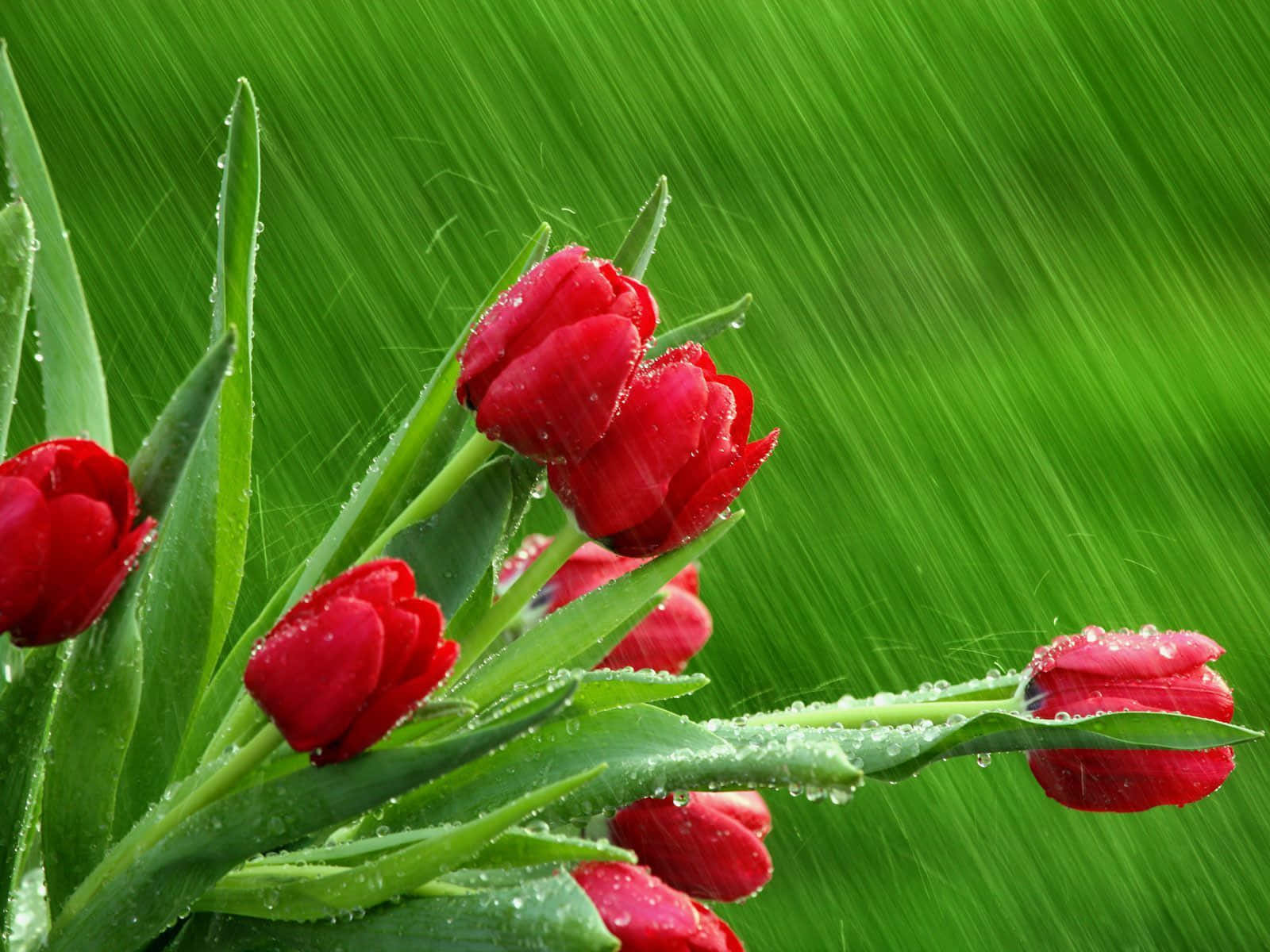 spring rain, 1600 x 1200, vibrant red tulips, HD Desktop Wallpaper