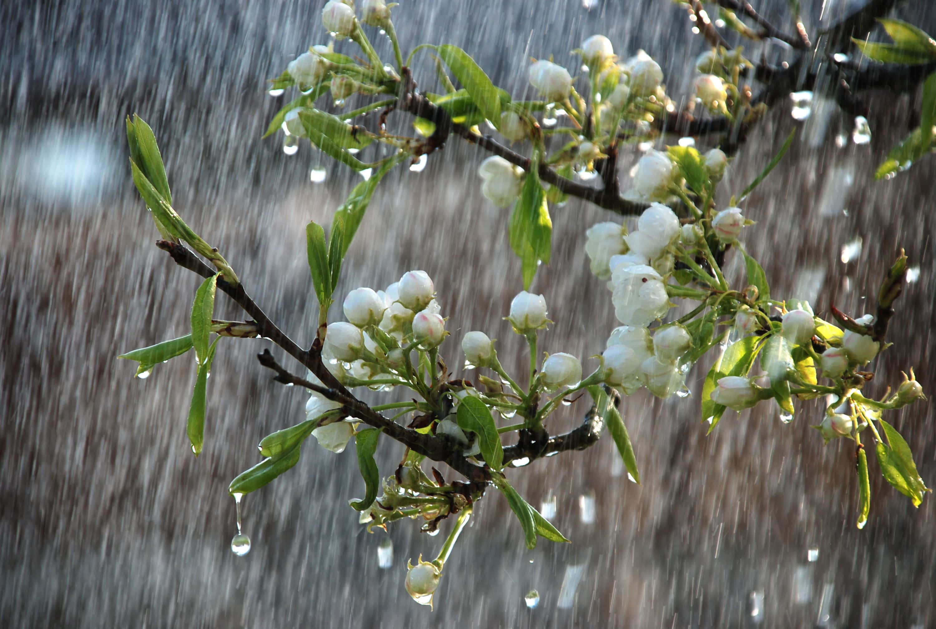 Spring Rain, green forest path, white blossoms, 2K Desktop Wallpaper