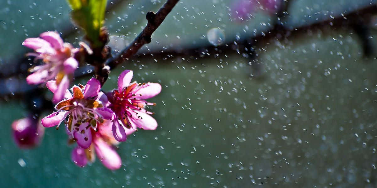 spring rain, pink cherry blossoms, raindrops, SD Desktop Wallpaper