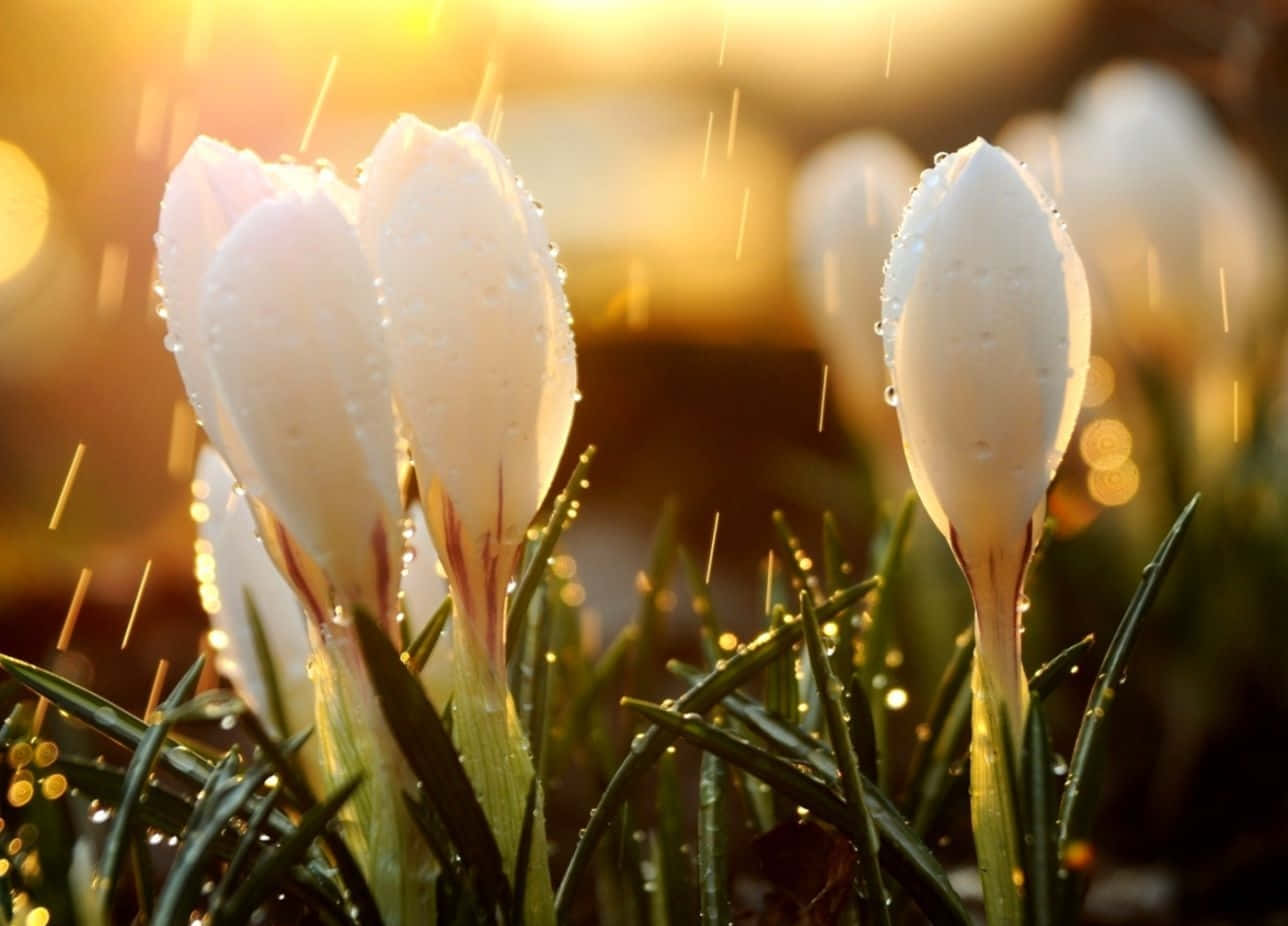 Spring Rain, crocus buds, golden sunset, HD Desktop Wallpaper