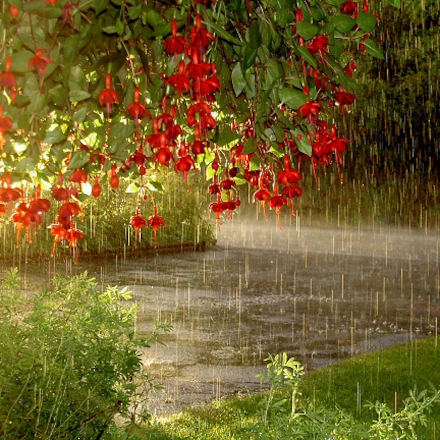Spring Rain, fresh green leaves, vibrant red fuchsia flowers, HD Desktop Wallpaper