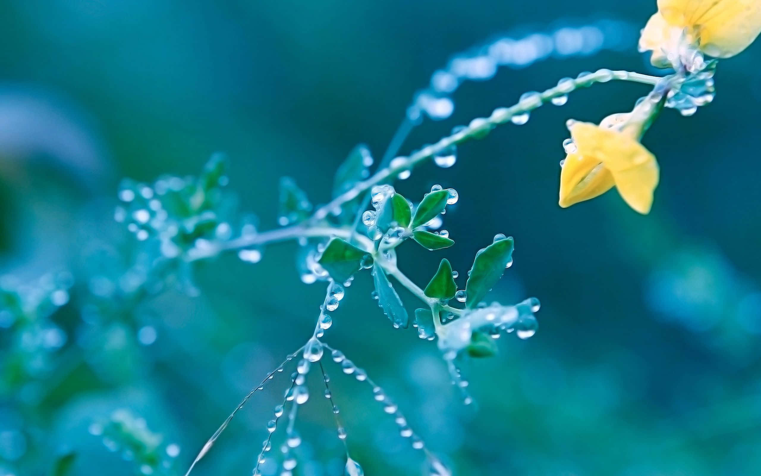 Spring Rain, teal, dew drops, 2K Desktop Wallpaper
