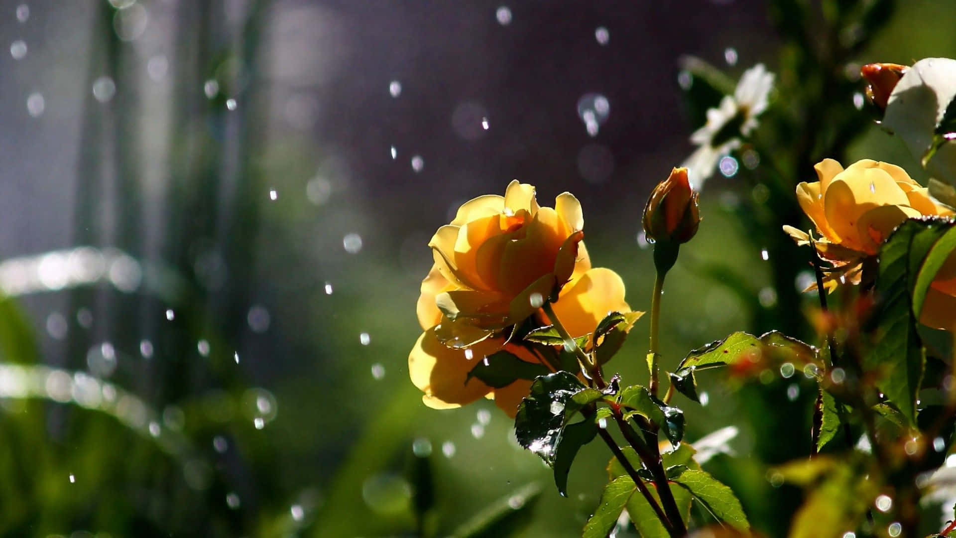Spring Rain, 1920 x 1080, golden roses, Full HD Desktop Wallpaper