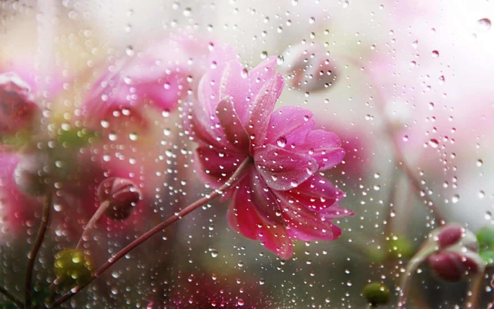 Spring Rain, pink flowers, rain-speckled window, HD Desktop Wallpaper