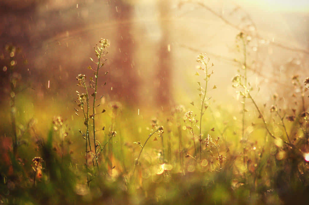 Spring Rain, golden sunlight, wildflowers, SD Desktop Wallpaper