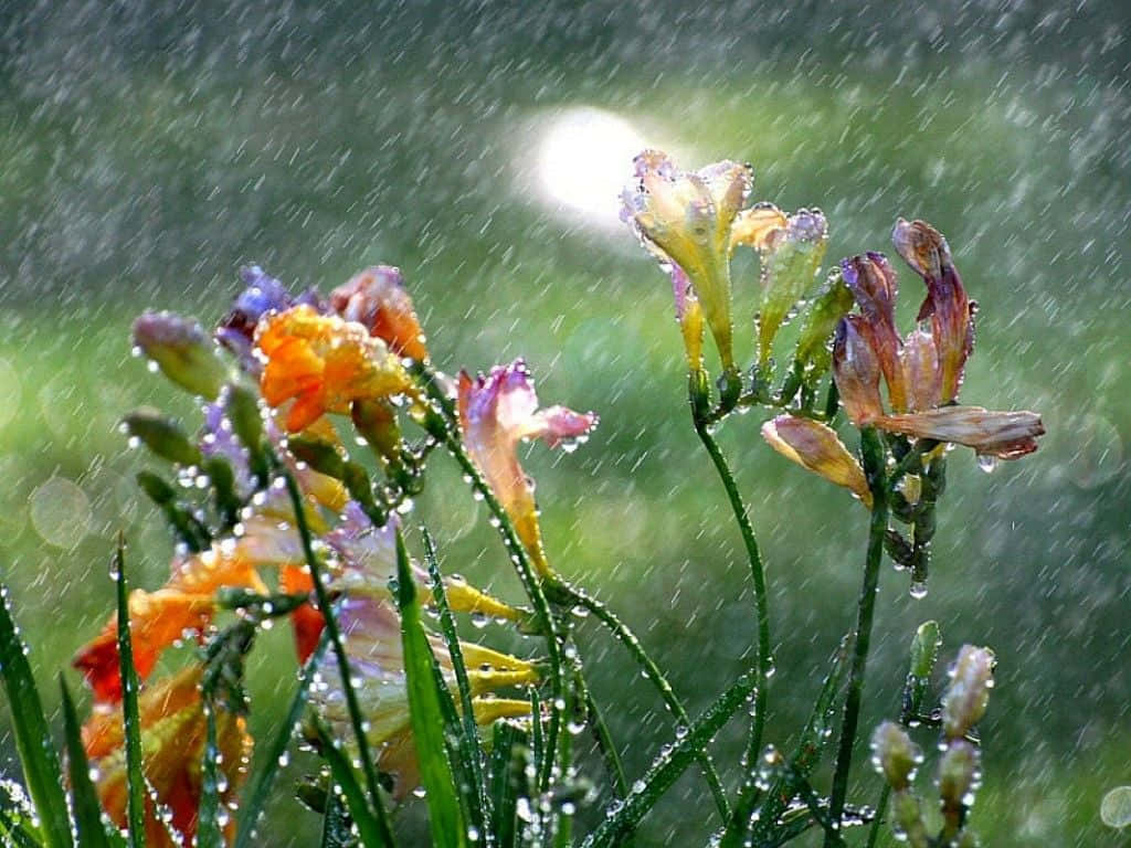 Spring Showers, vibrant orange, purple flowers, SD Desktop Wallpaper
