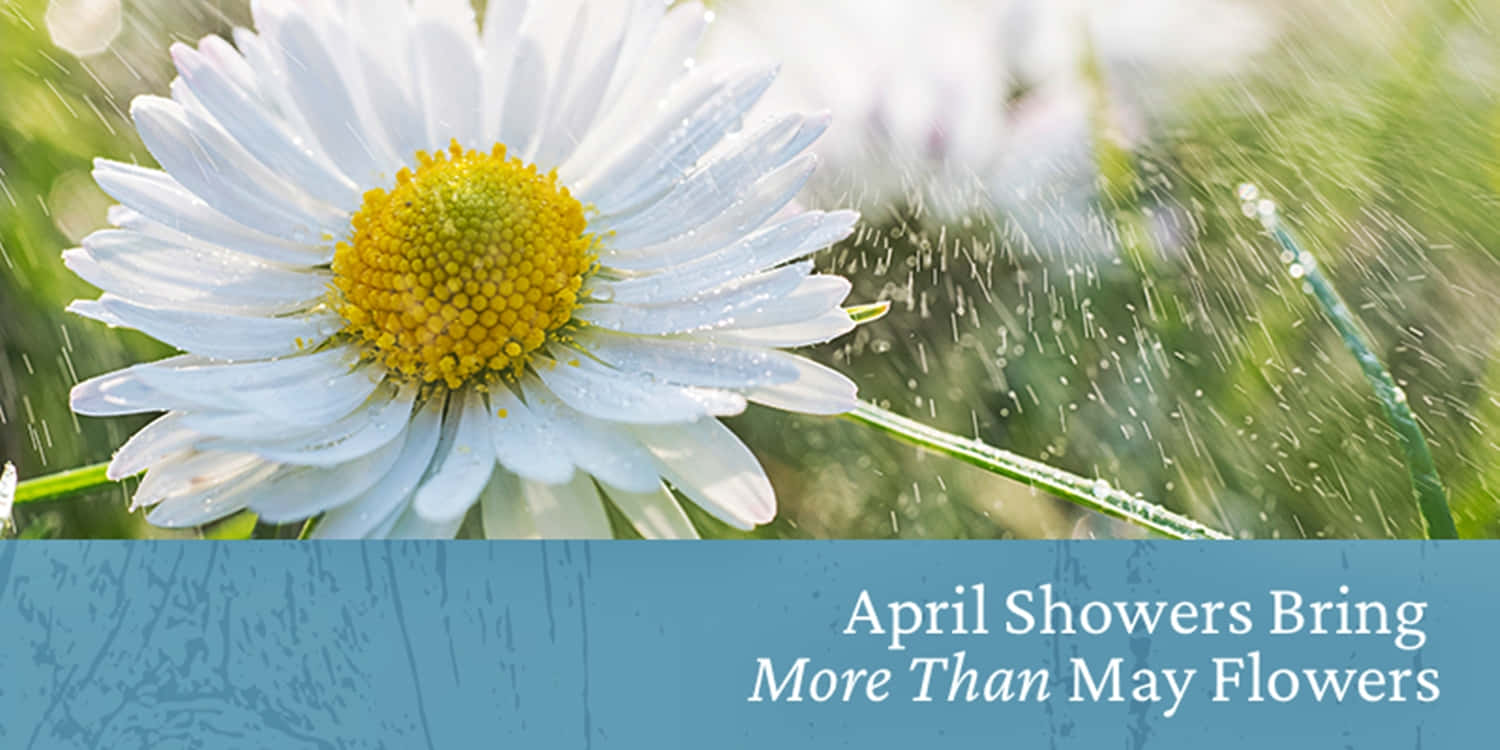 Spring Showers, white daisy, yellow center, HD Desktop Wallpaper