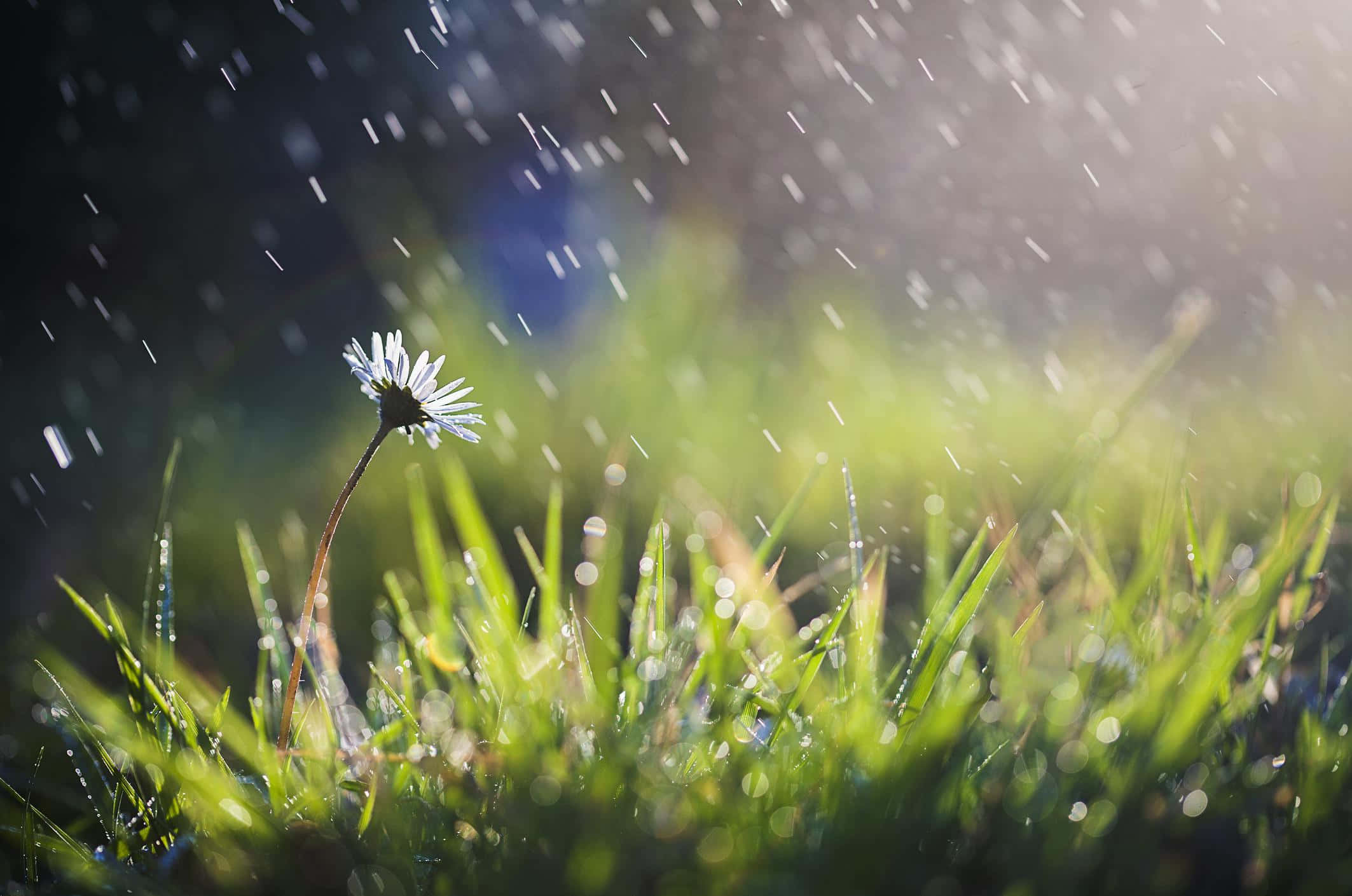 Spring Showers, blossoming field, dandelion, Full HD Desktop Wallpaper