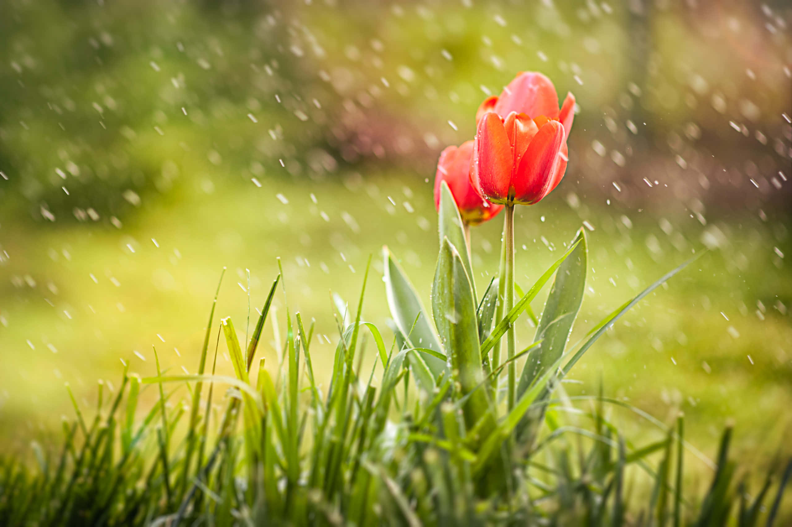 Spring Showers, vibrant red tulips, lush green grass, 2K Desktop Wallpaper