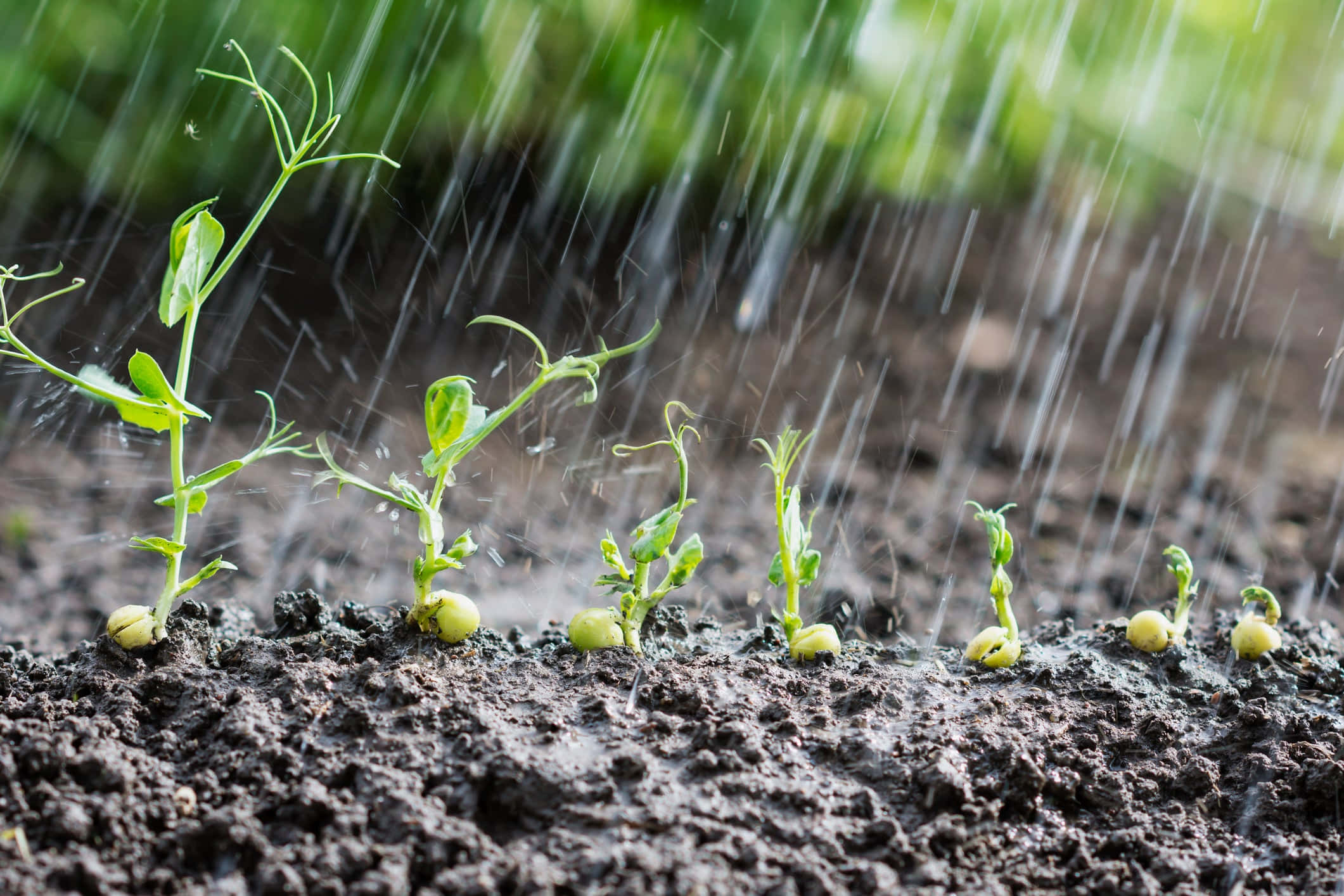 sprouting plants, rain shower, tiny green seedlings, Full HD Desktop Wallpaper