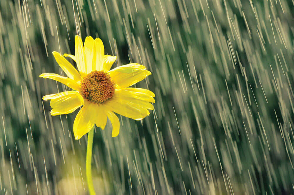 spring showers, vibrant yellow daisy, rain streaks, SD Desktop Wallpaper