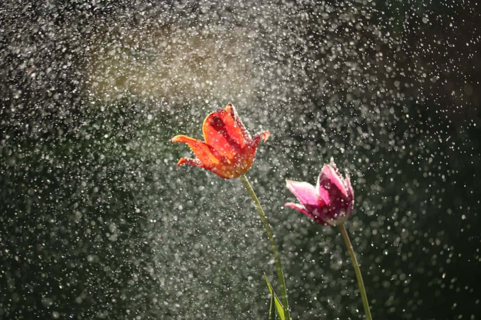spring showers, tulips, red, SD Desktop Wallpaper