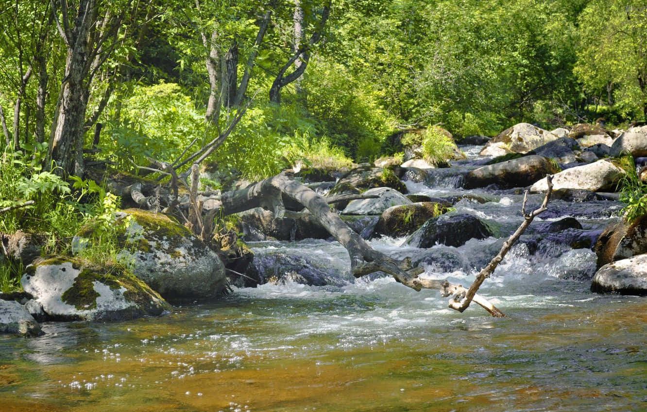 Spring River, sunlit forest stream, mossy rocks, HD Desktop Wallpaper