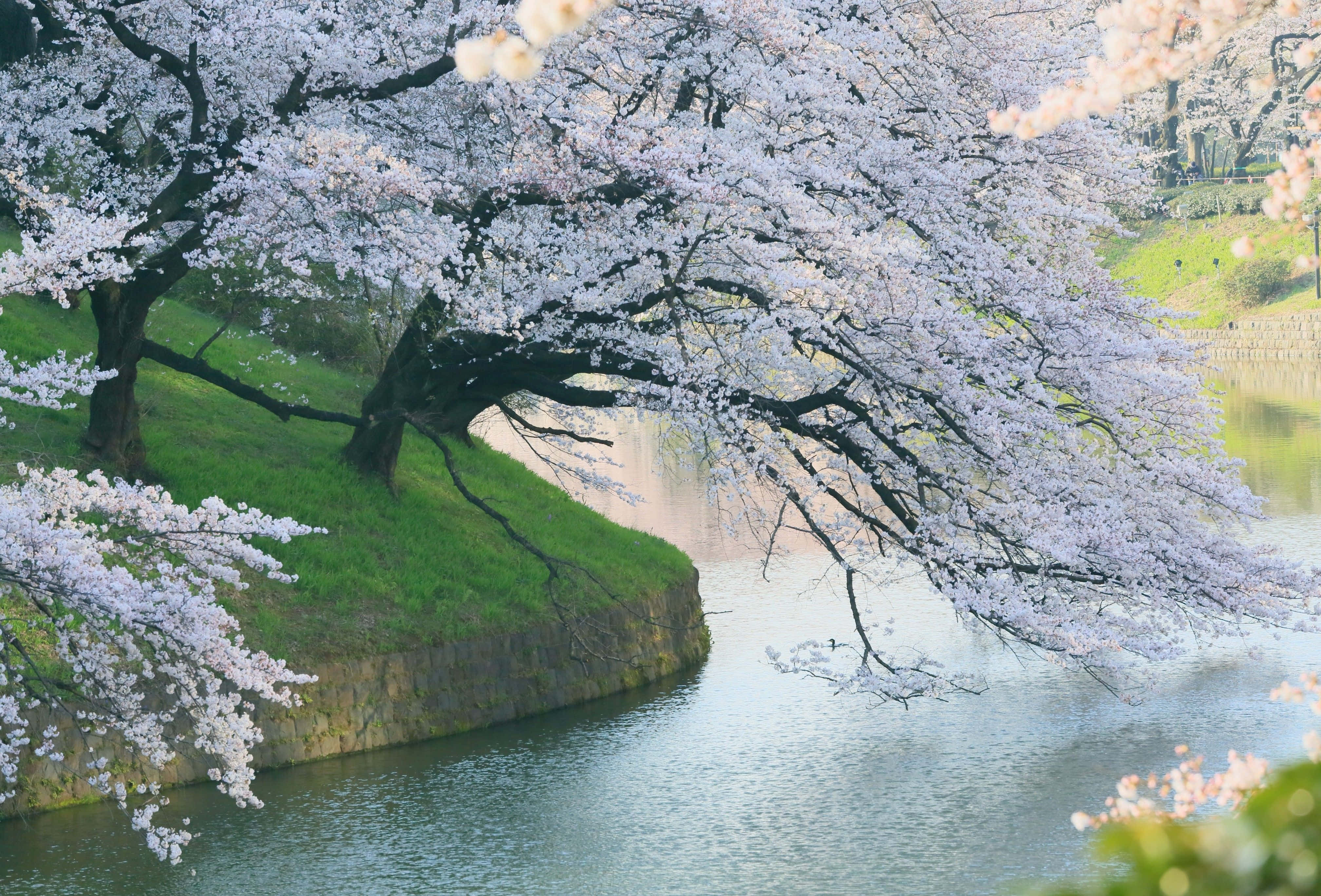 Spring River, 4032 x 2736, cherry blossoms, 4K Desktop Wallpaper