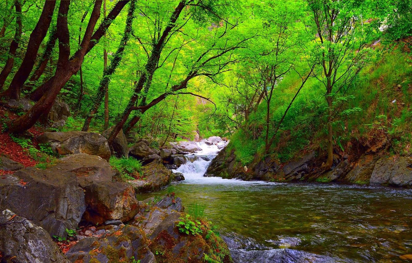 Spring River, vibrant green forest canopy, rushing stream, HD Desktop Wallpaper