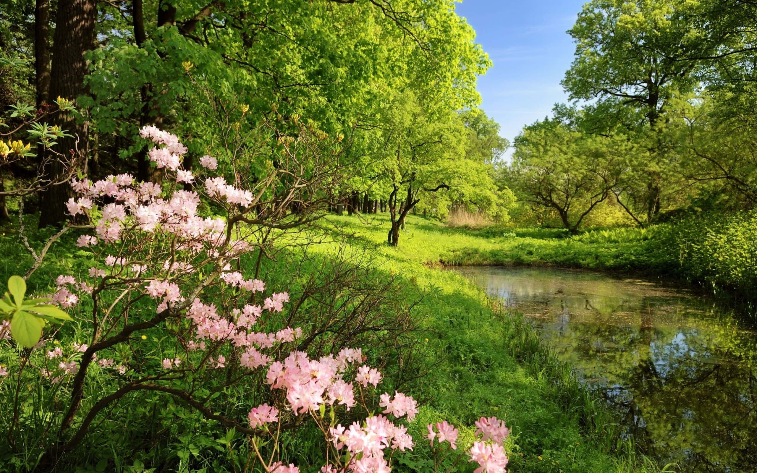 Spring River, pink flowering bushes, calm stream, 2K Desktop Wallpaper