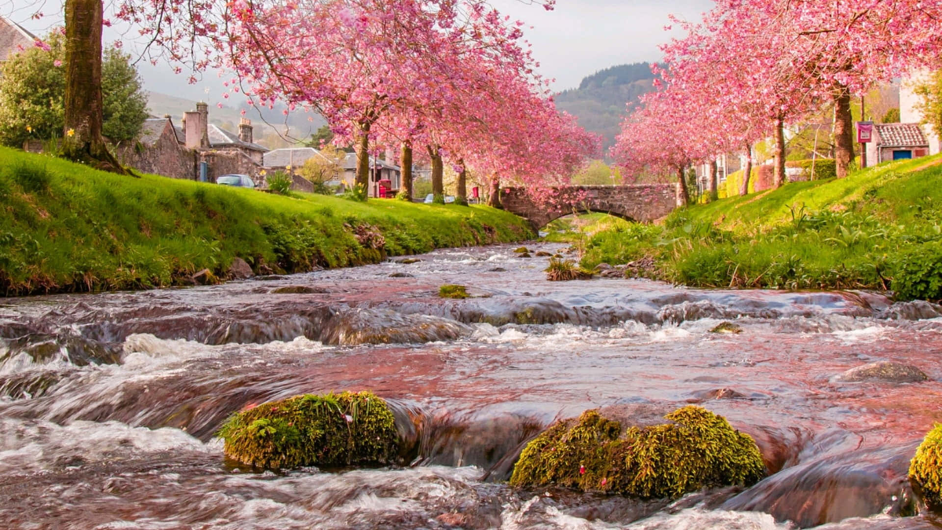 Spring River, pink cherry blossom trees, vibrant stream, Full HD Desktop Wallpaper