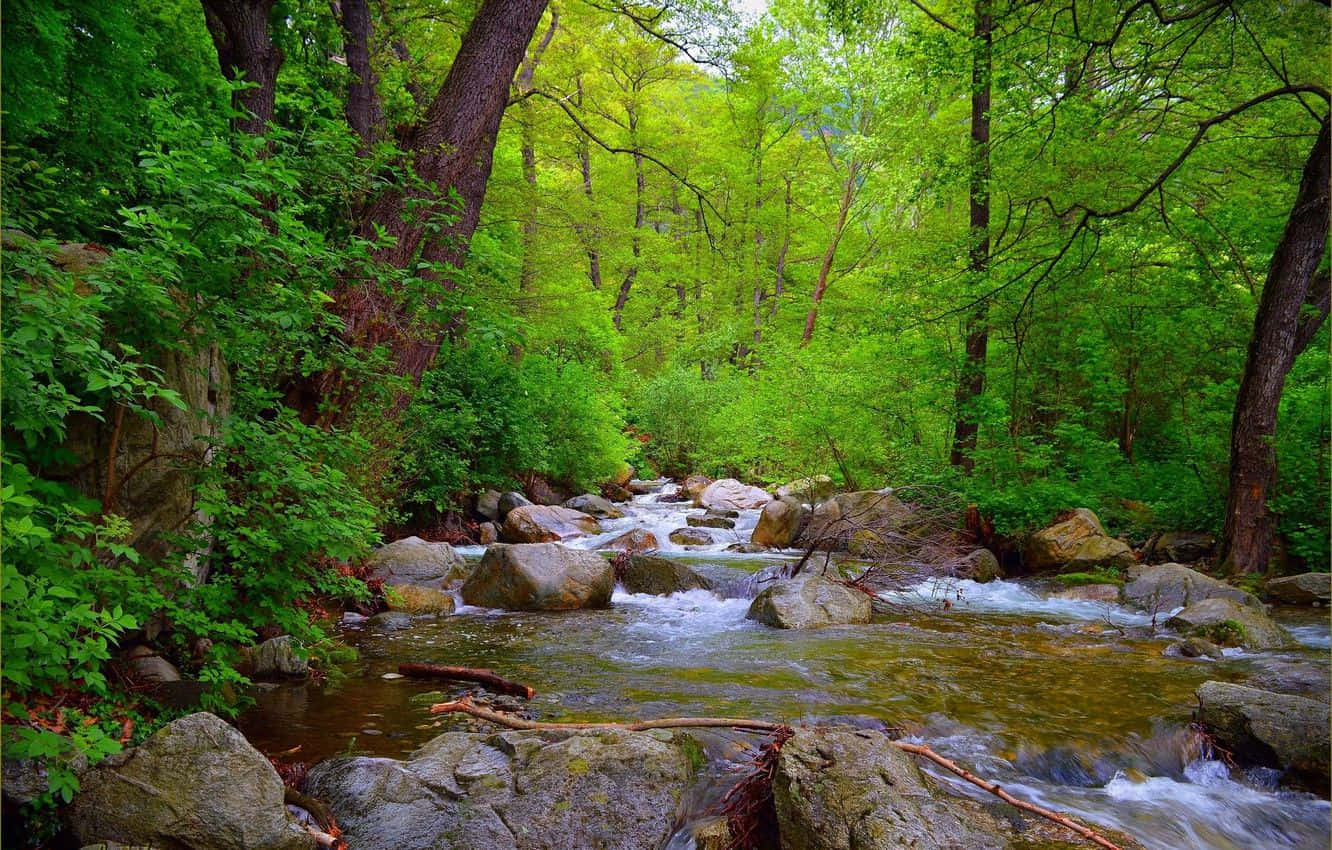 Spring River, vibrant green forest stream, mossy rocks, HD Desktop Wallpaper