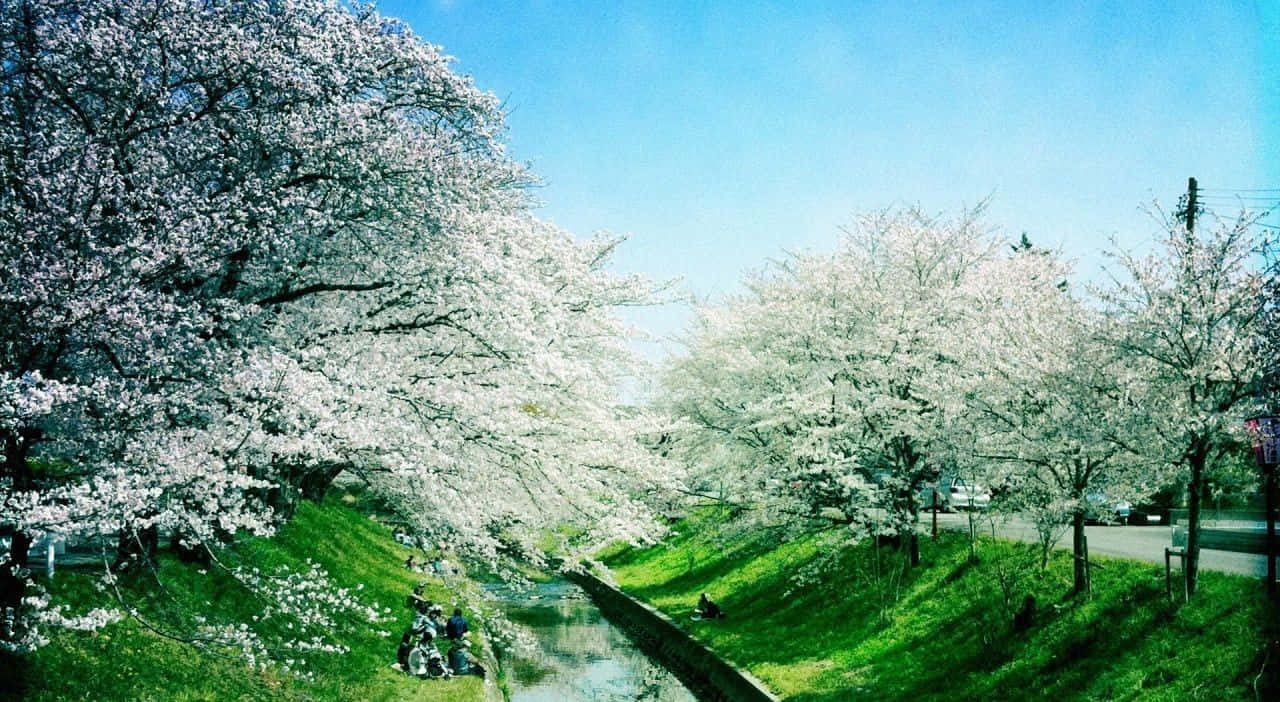Spring River, cherry blossom trees, tranquil canal, HD Desktop Wallpaper