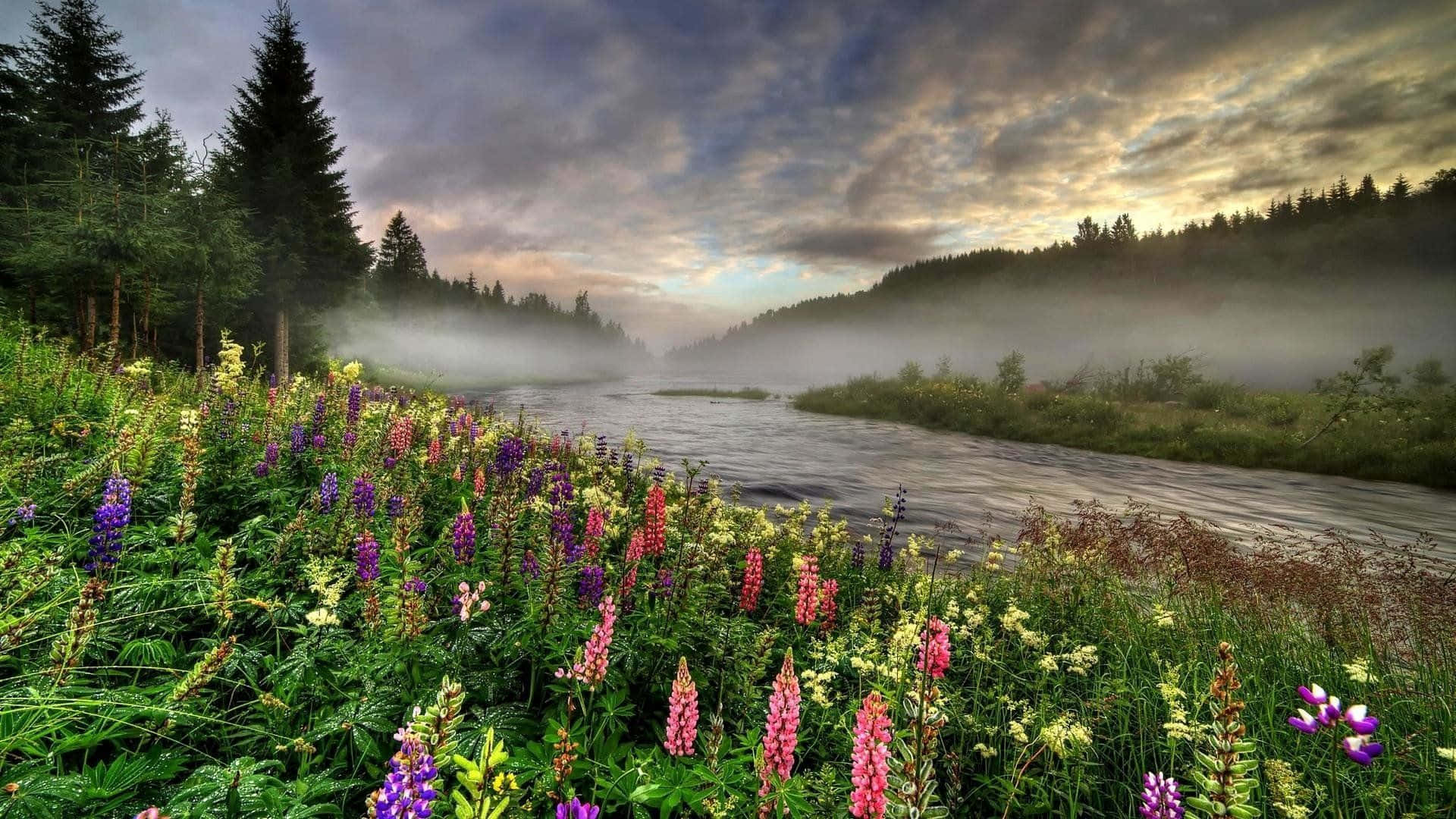 Spring River, lupine flowers, misty riverbank, Full HD Desktop Wallpaper