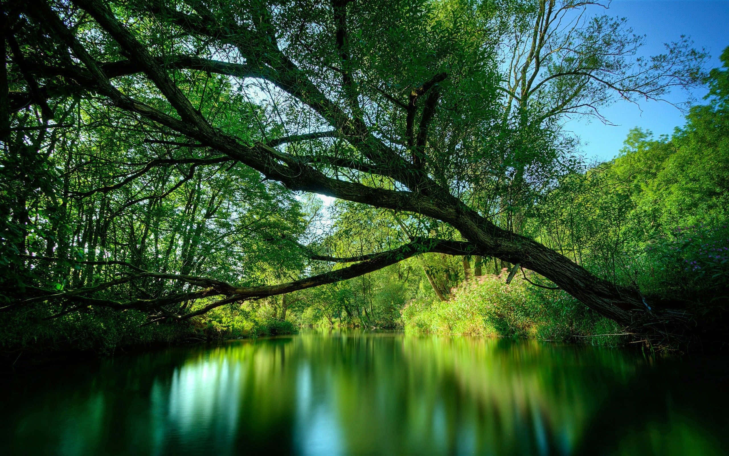 Spring River, calm river, vibrant green foliage, 2K Desktop Wallpaper