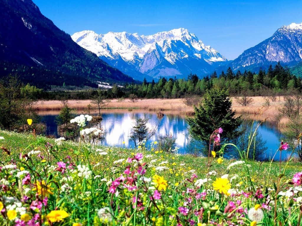 Spring River, wildflowers, calm lake, SD Desktop Wallpaper