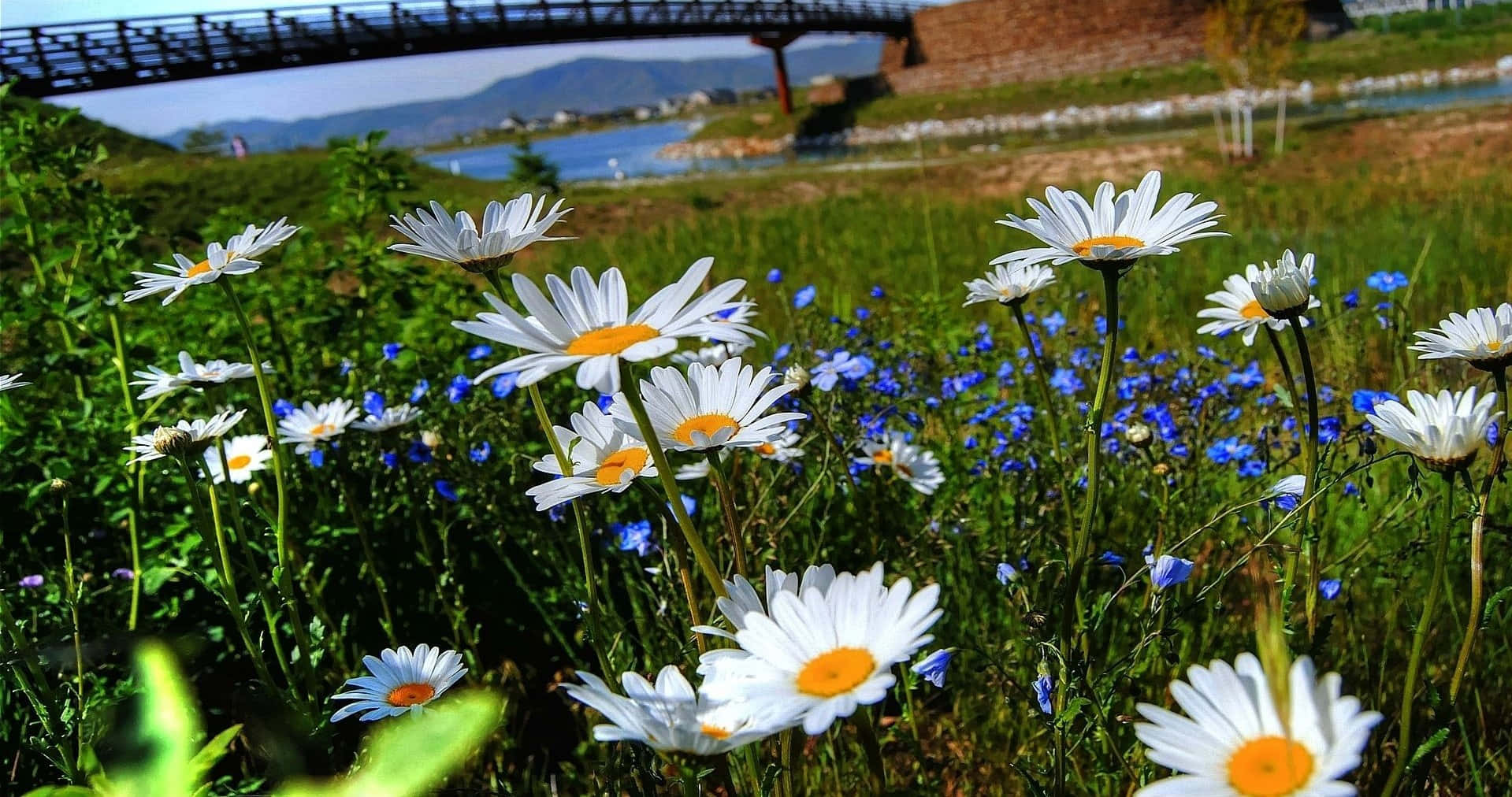 Spring River, 1919 x 1012, white daisies, HD Desktop Wallpaper