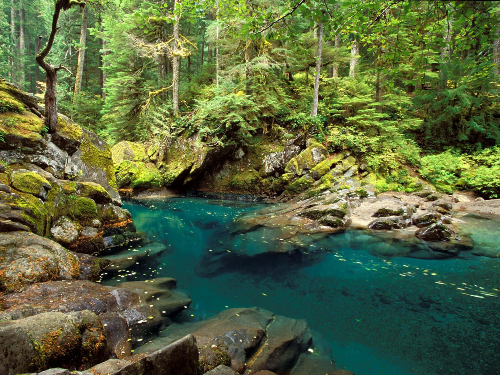 Spring River, turquoise, mossy rocks, HD Desktop Wallpaper