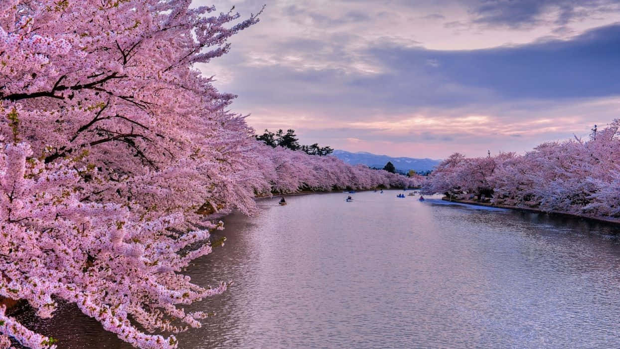 Spring River, 1244 x 700, pink cherry blossoms, SD Desktop Wallpaper