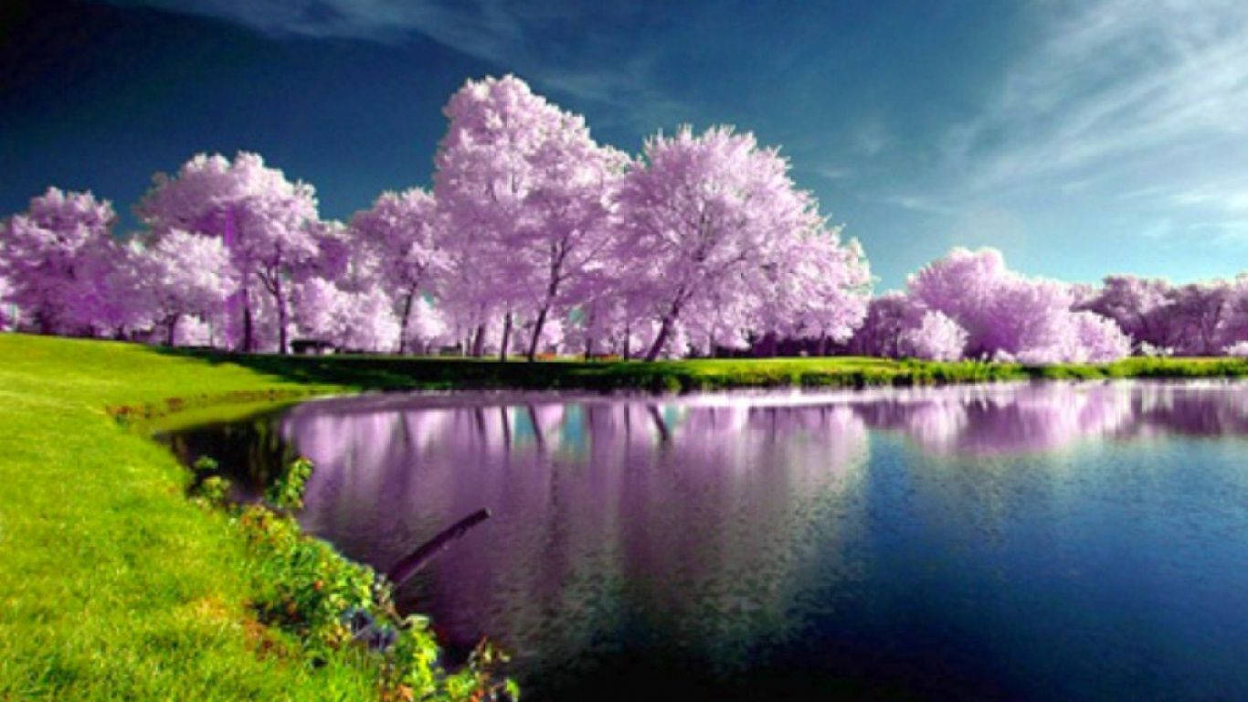 Spring River, vibrant purple flowering trees, calm river, HD Desktop Wallpaper
