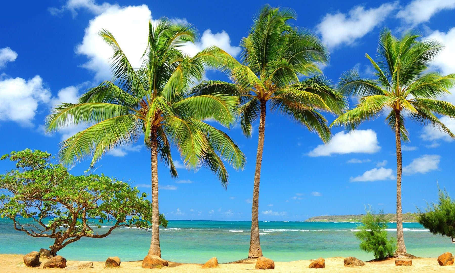 Spring Vacation, palm trees, golden beach, HD Desktop Wallpaper
