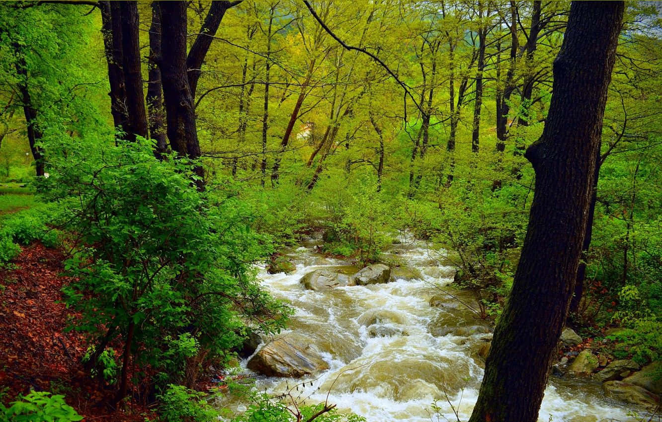 Spring River, rushing stream, lush green forest, HD Desktop Wallpaper