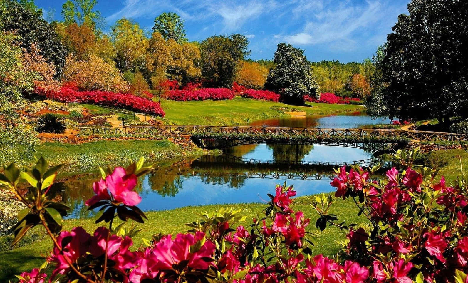 Spring River, pink azaleas, serene pond, HD Desktop Wallpaper