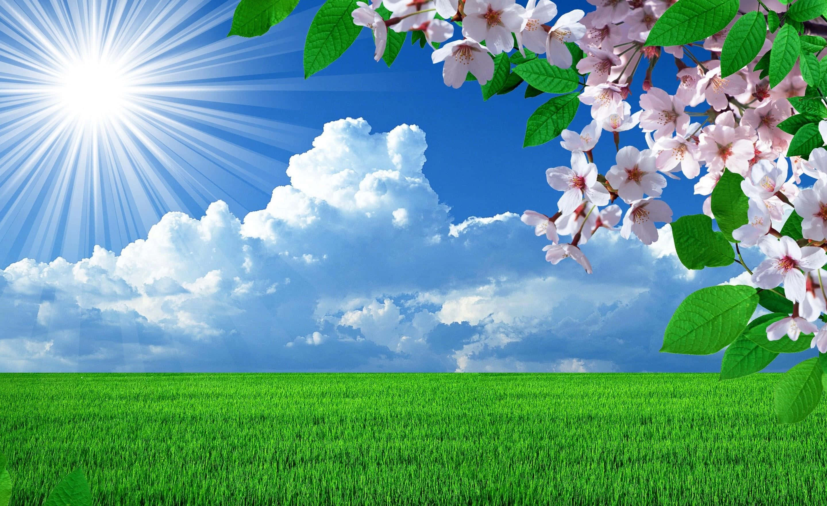 Spring Sky, lush green nature, bright blue sky, 2K Desktop Wallpaper