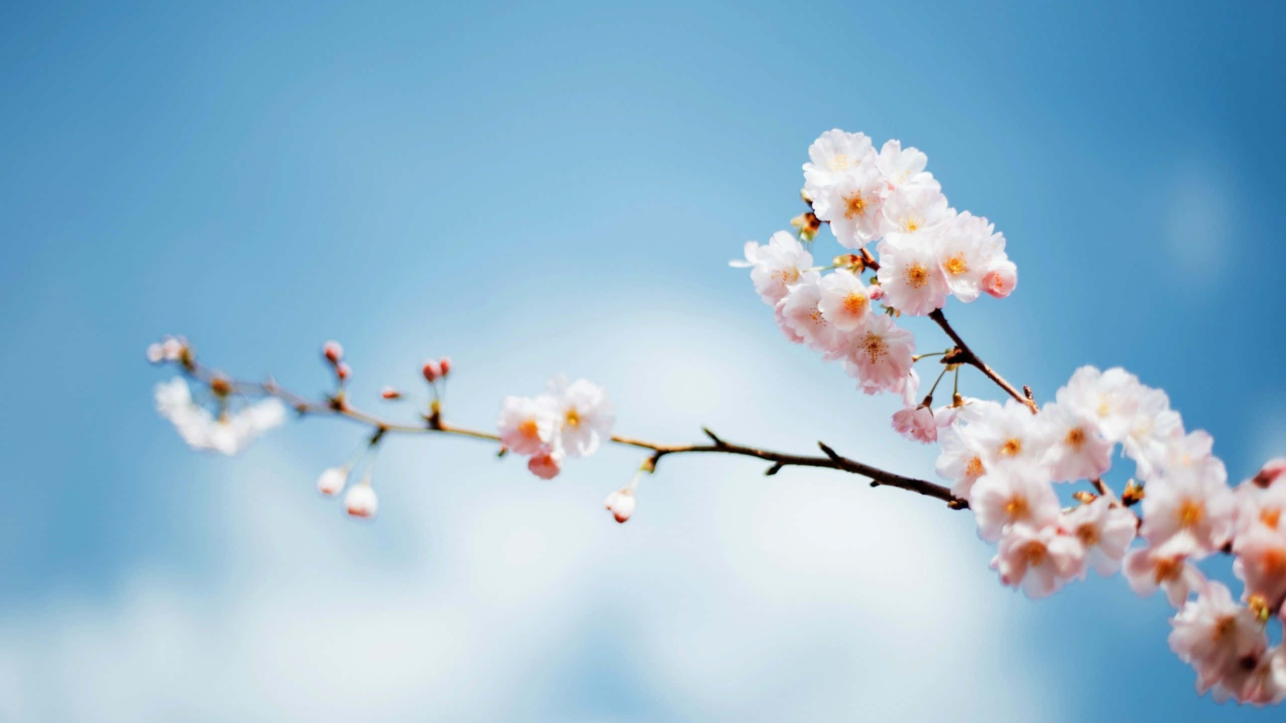 pink cherry blossoms, soft blue sky, fluffy white clouds, 2K Desktop Wallpaper