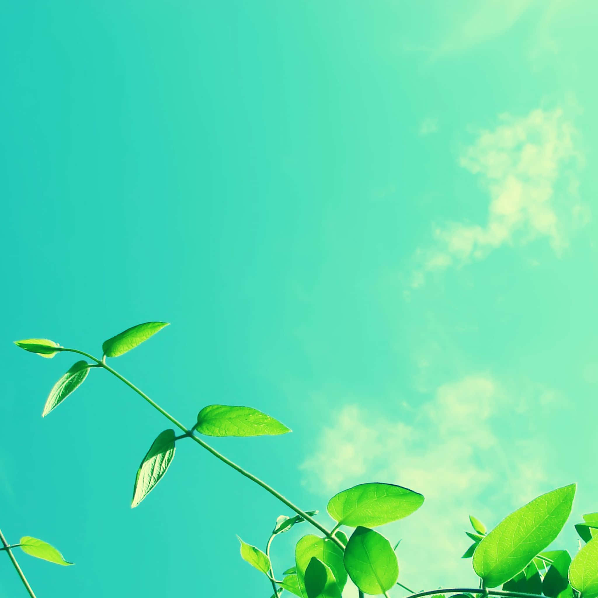 Spring Sky, vibrant green vine, fresh leaves, Full HD Desktop Wallpaper