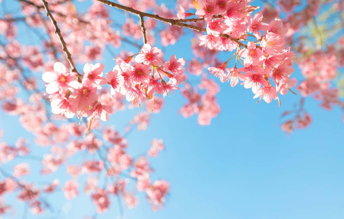 Spring Sky, pink cherry blossoms, clear blue sky, HD Desktop Wallpaper
