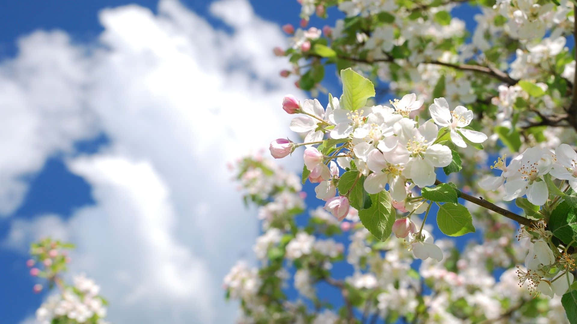 Spring Sky, white apple blossoms, pink apple blossoms, Full HD Desktop Wallpaper