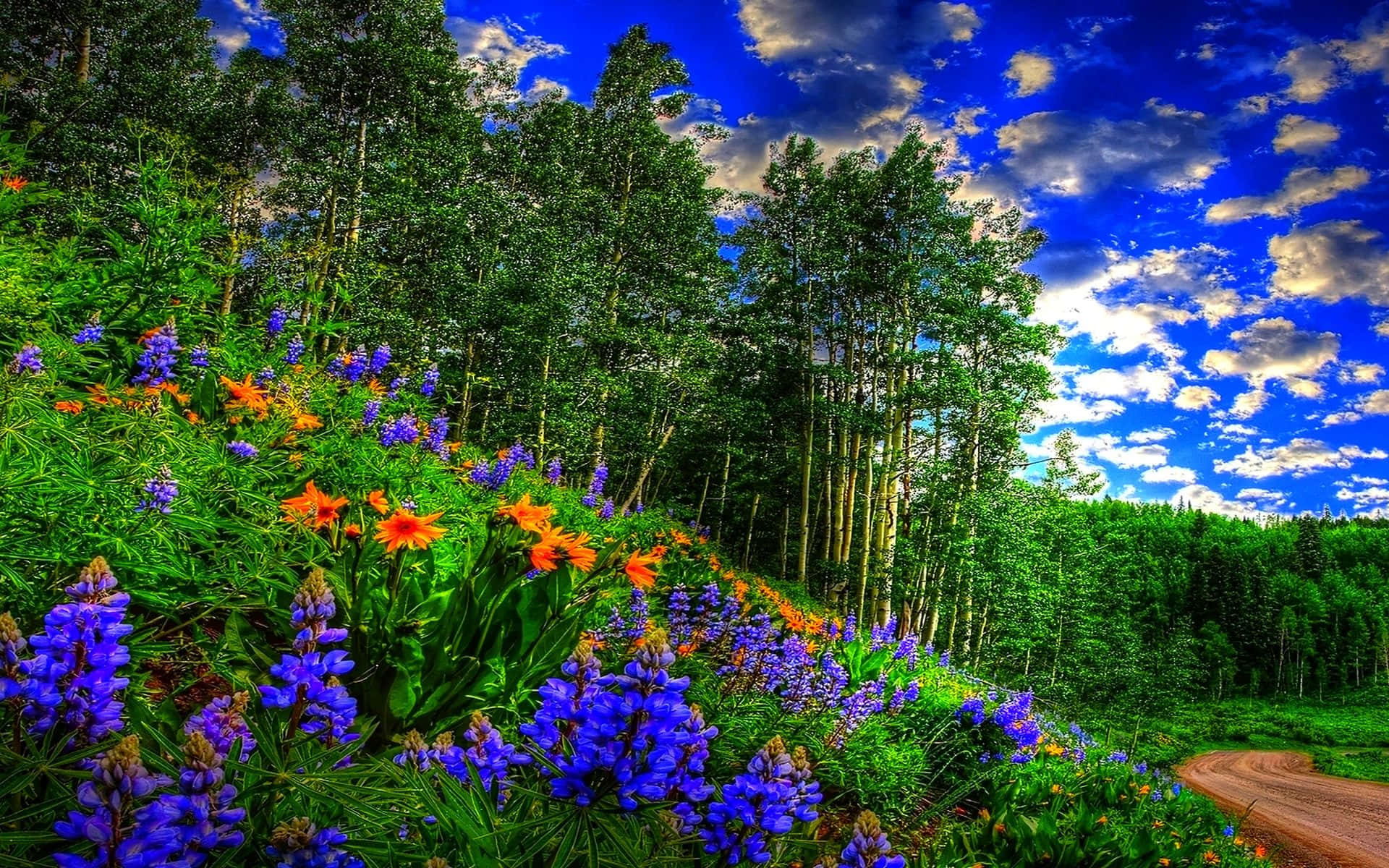 Spring Sky, vibrant purple, orange wildflowers, Full HD Desktop Wallpaper