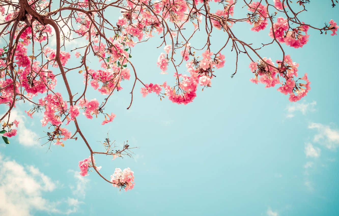 Spring Sky, pink cherry blossoms, bare branches, HD Desktop Wallpaper