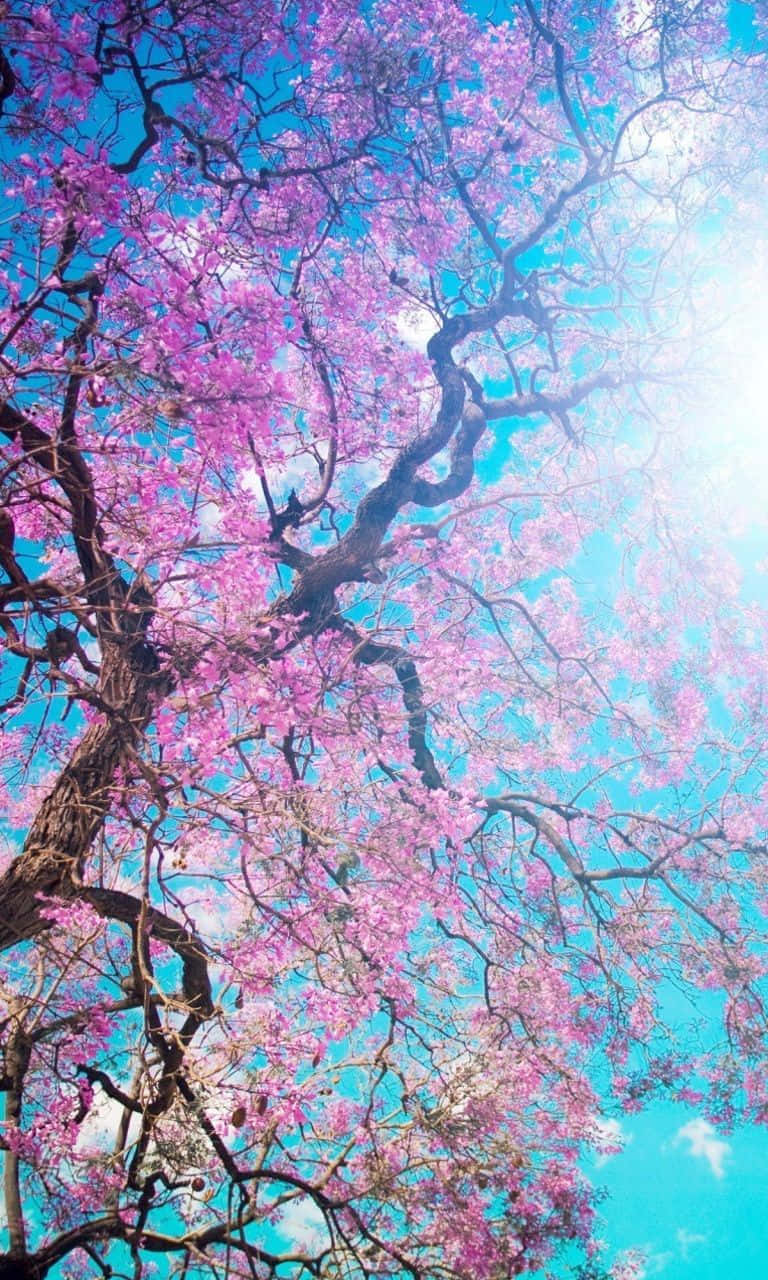 Spring Sky, pink flowering tree, bright blue sky, HD Phone Wallpaper