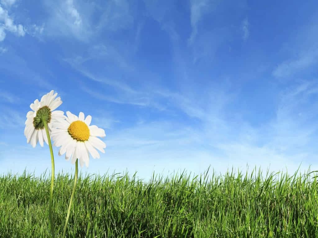 Spring Sky, daisies, vibrant green grass, SD Desktop Wallpaper
