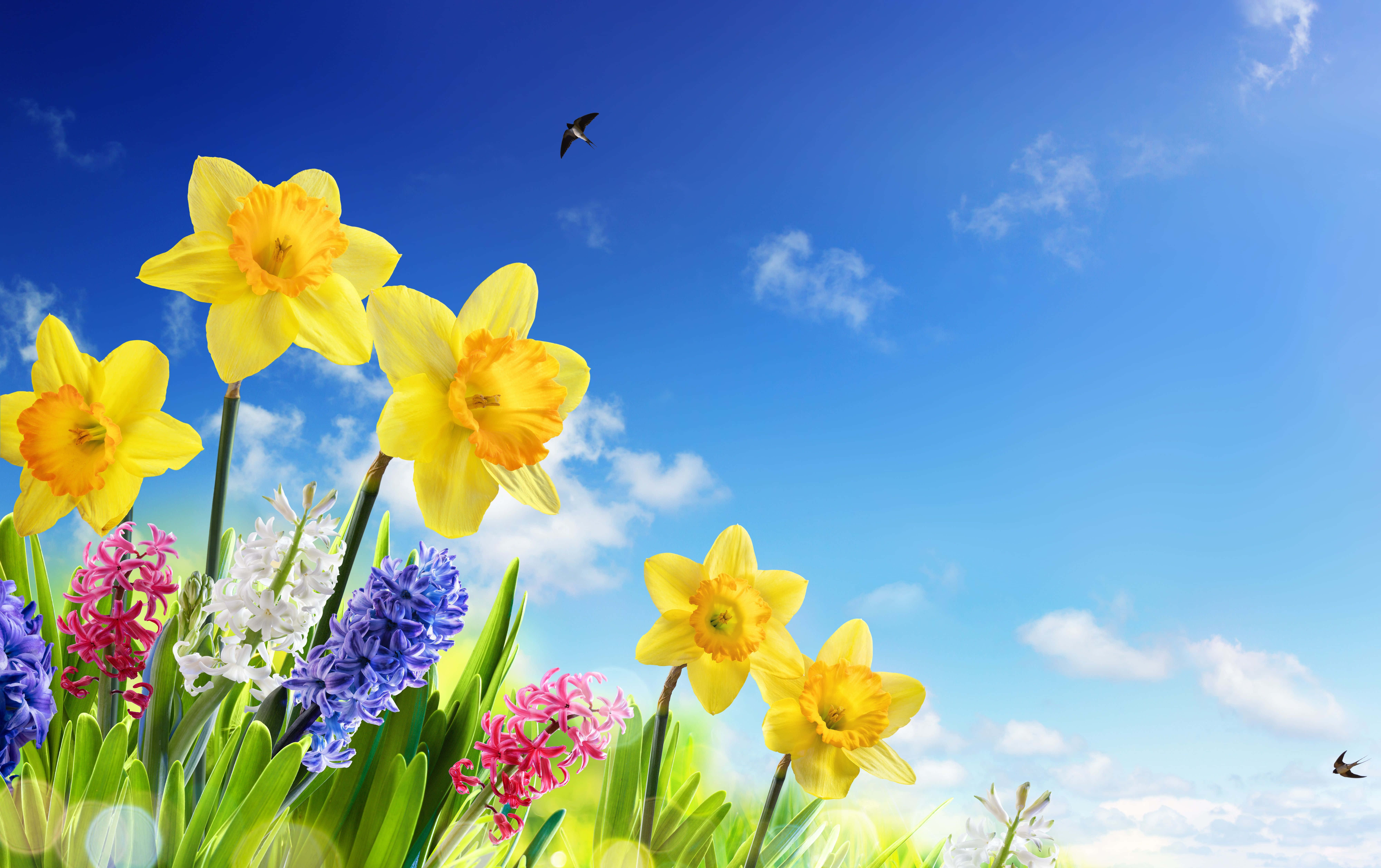 Spring Sky, vibrant yellow daffodils, colorful hyacinths, 8K Desktop Wallpaper