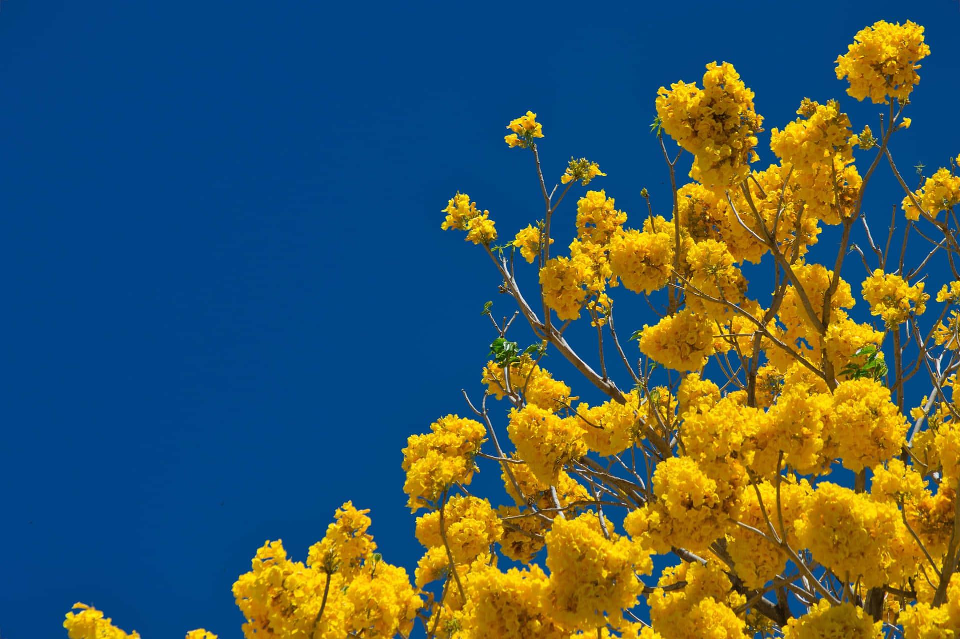 Spring Sky, vibrant yellow flowers, deep blue sky, Full HD Desktop Wallpaper