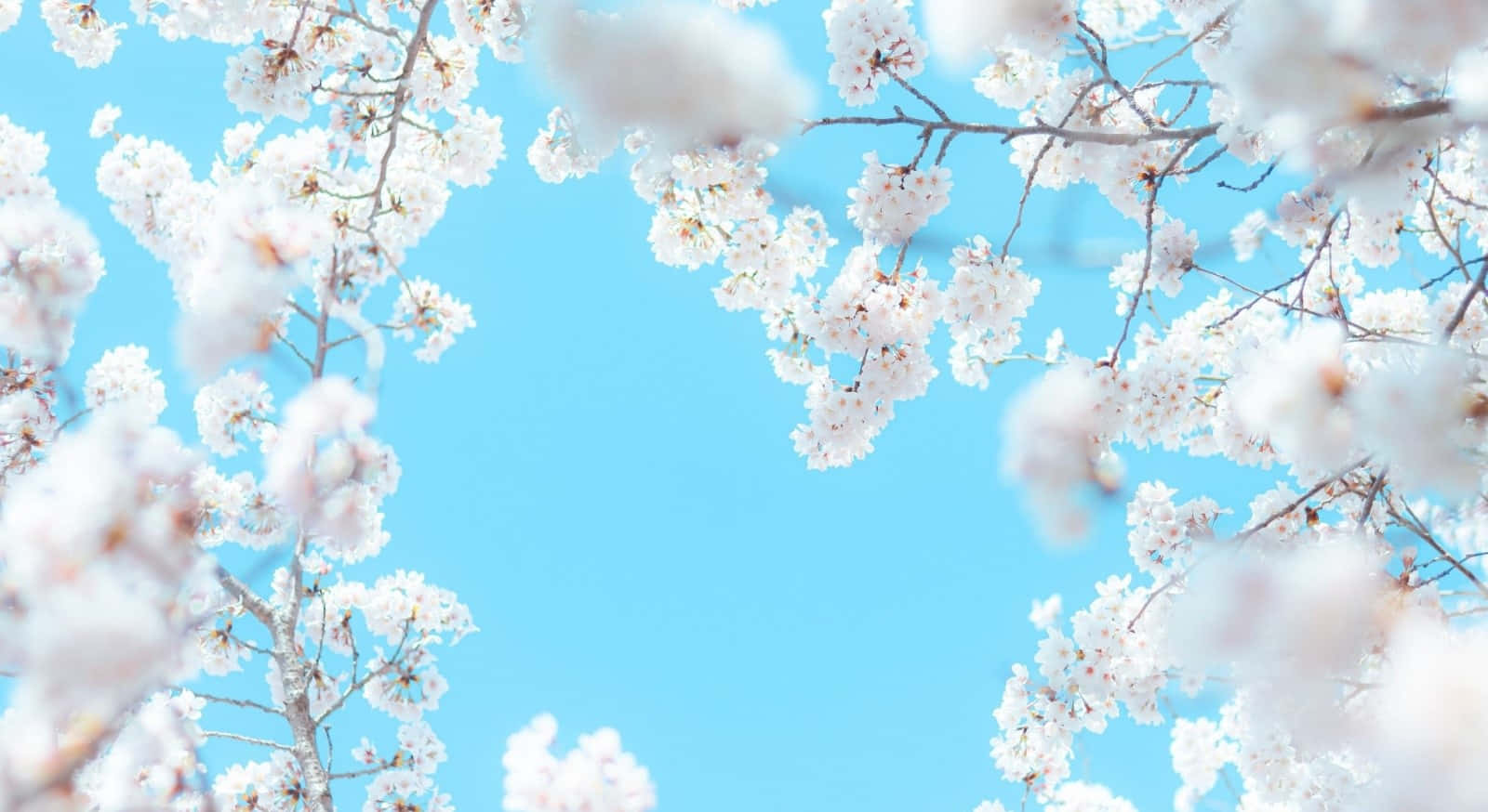 Spring Sky, cherry blossoms, blue sky, HD Desktop Wallpaper