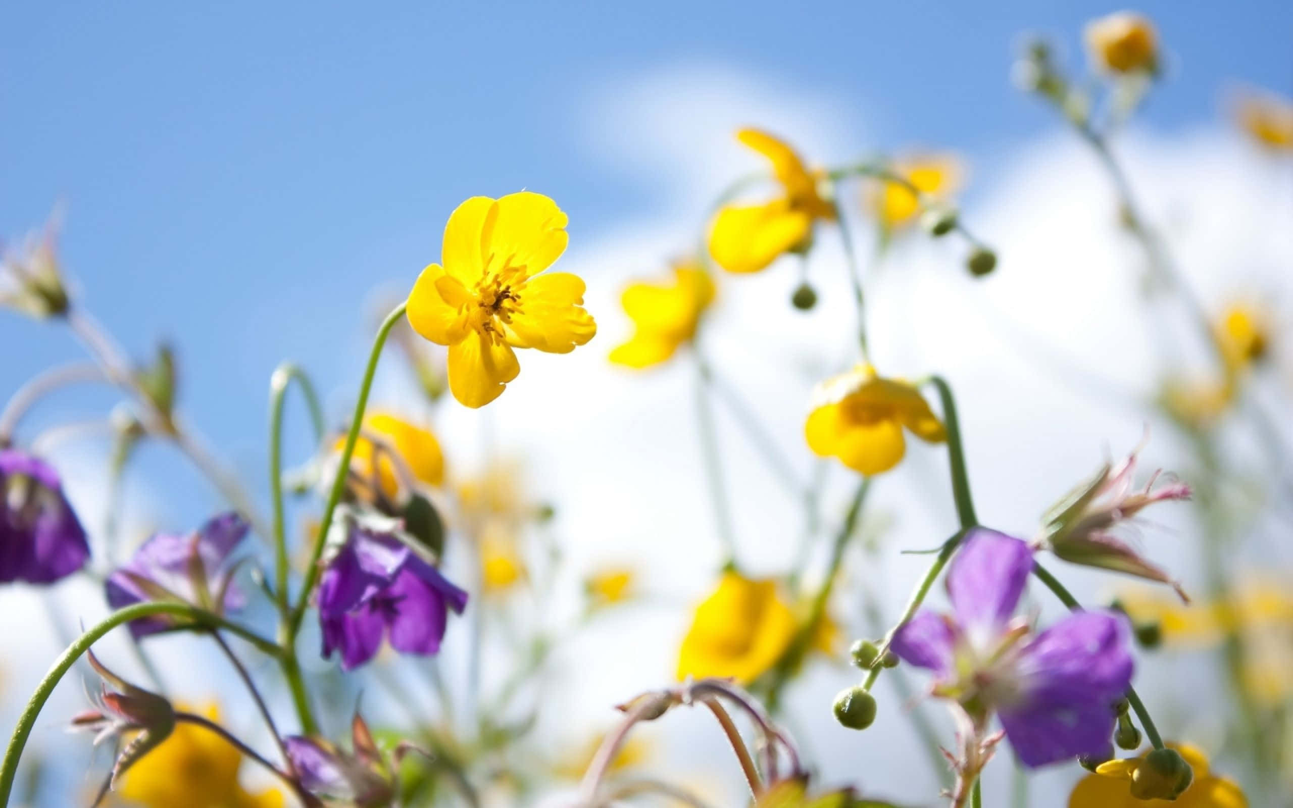 Spring Sky, vibrant yellow, purple wildflowers, 2K Desktop Wallpaper