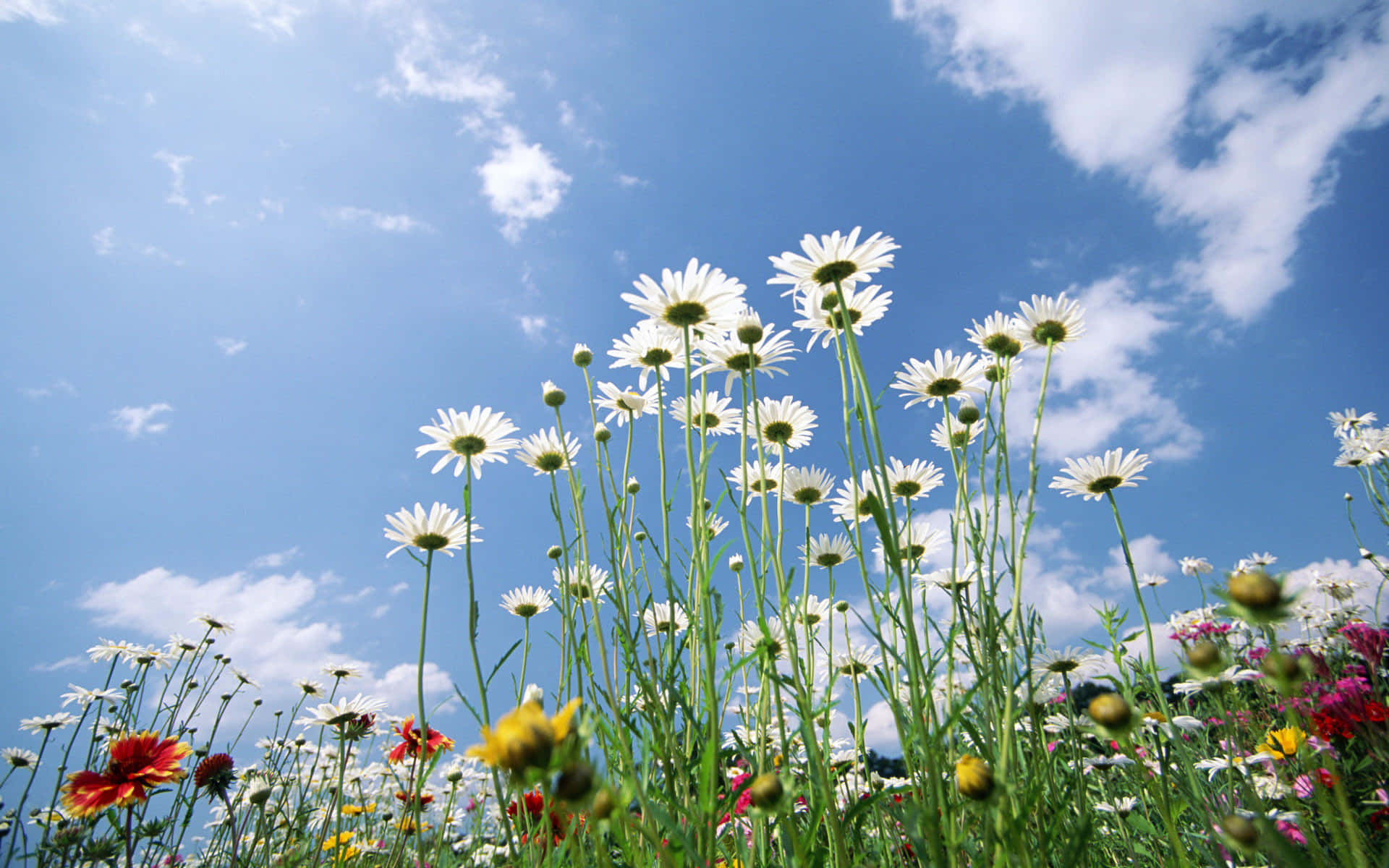 pristine blue sky, spring, tall white daisies, Full HD Desktop Wallpaper