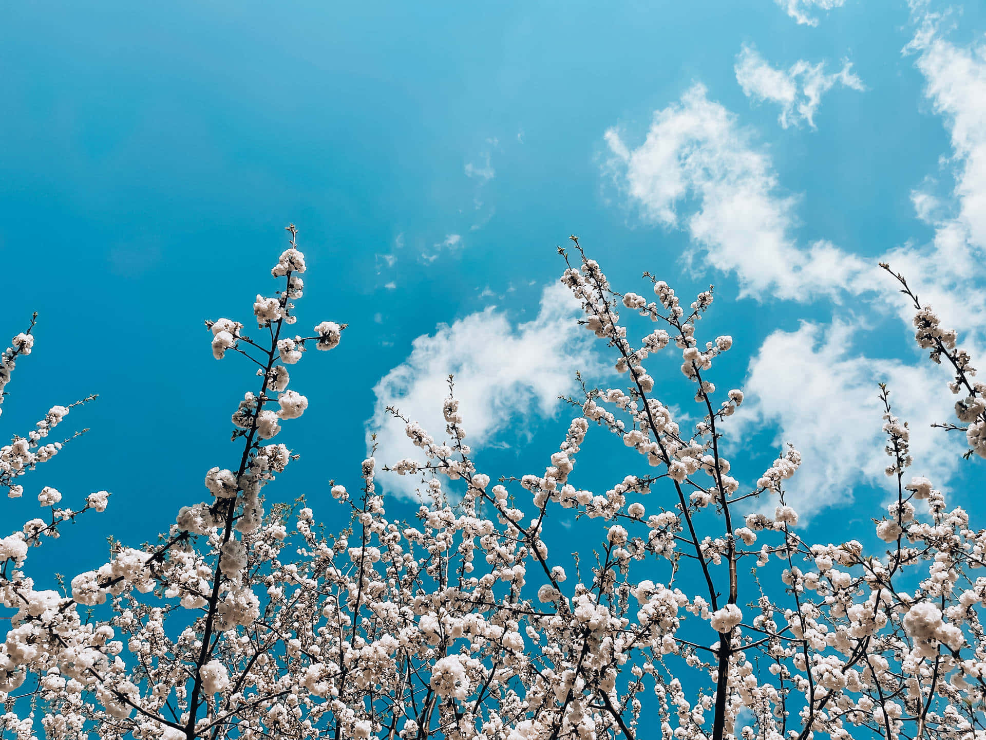 Spring Sky, vibrant blue sky, fluffy white clouds, Full HD Desktop Wallpaper