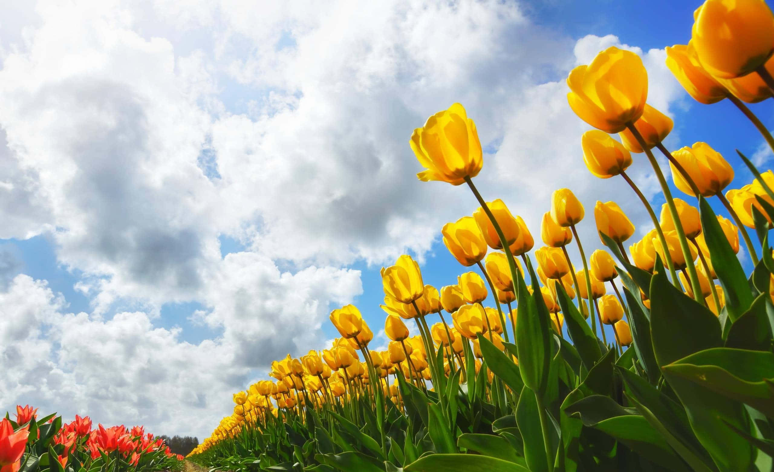 Vibrant Yellow Tulips, Bright Blue Sky, Fluffy White Clouds, 2K Desktop Wallpaper