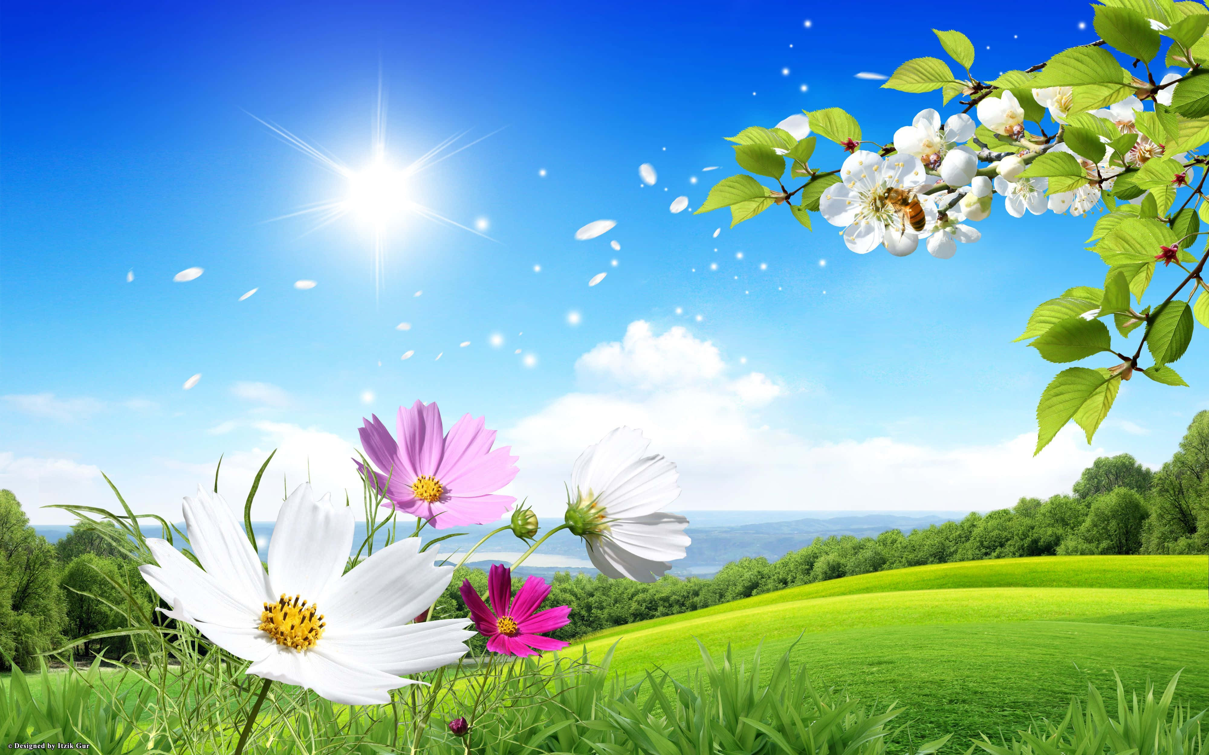 Spring Sky, cosmos flowers, blossoming tree branch, 4K Desktop Wallpaper
